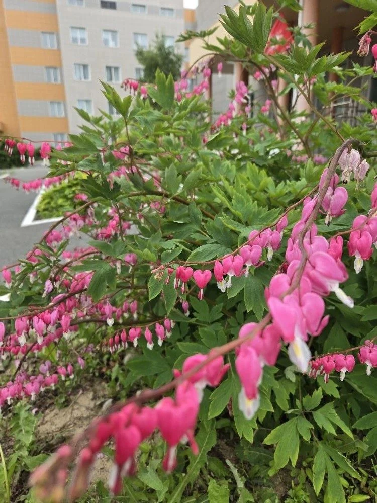 IMG_20260605_113223.png